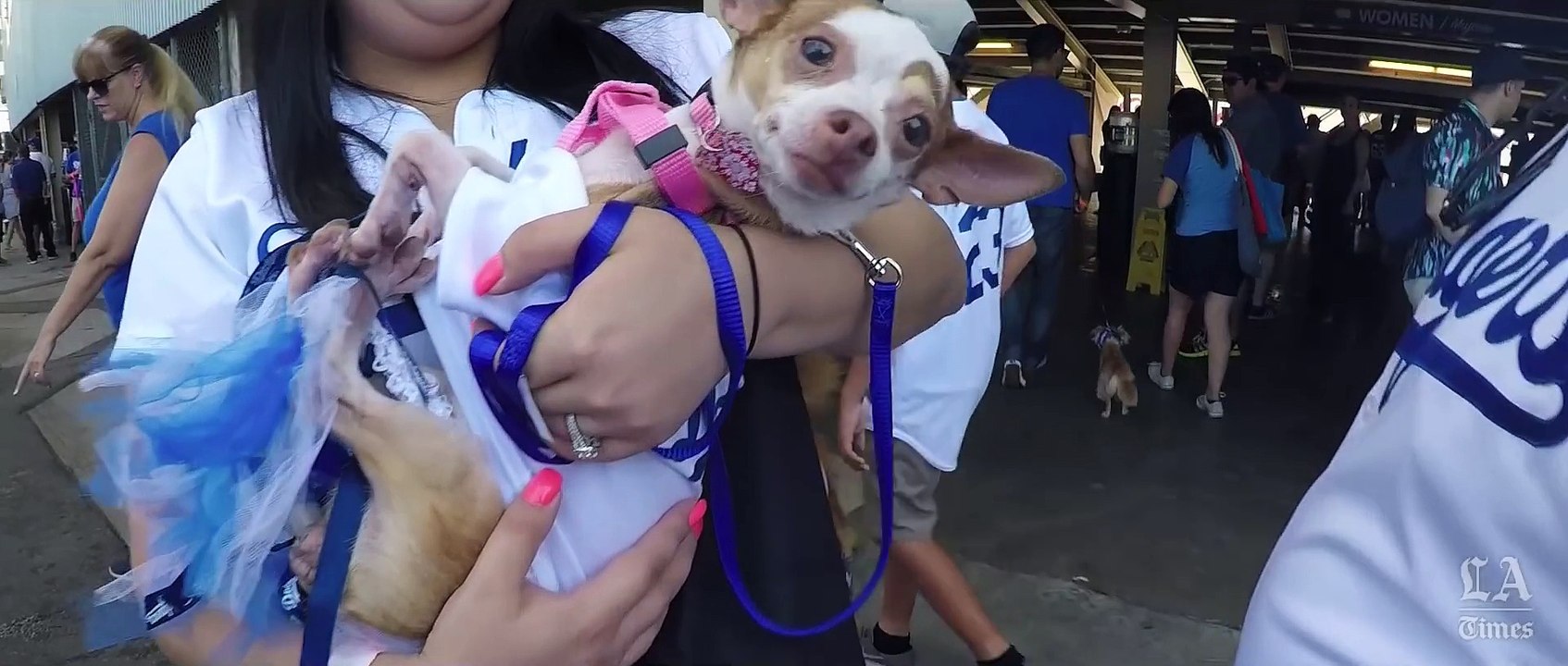 A Pug's-Eye View of Dodger Stadium