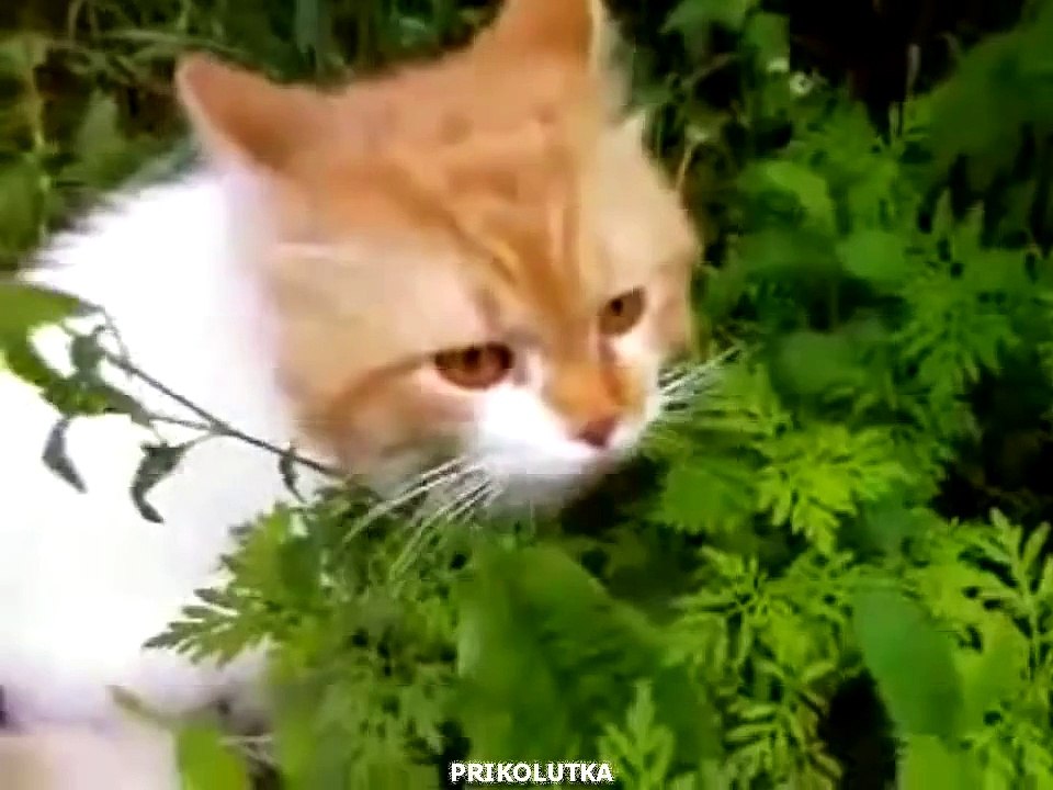 Кот и волшебная трава