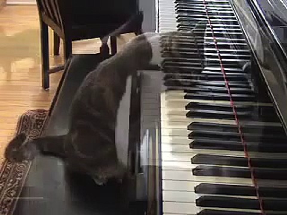 Котэ любит играть на пианино