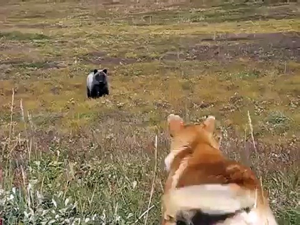 МЕДВЕДЬ АТАКУЕТ. ЛЮБОПЫТНЫЙ