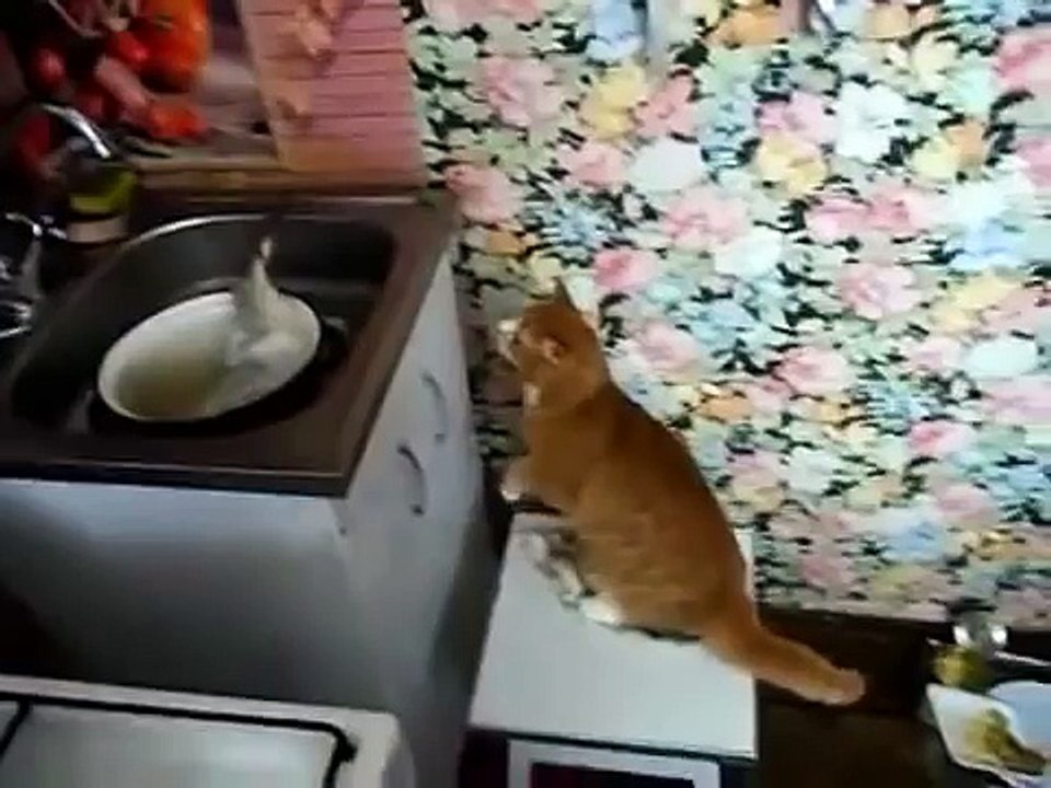 Кот испугался живой рыбы!