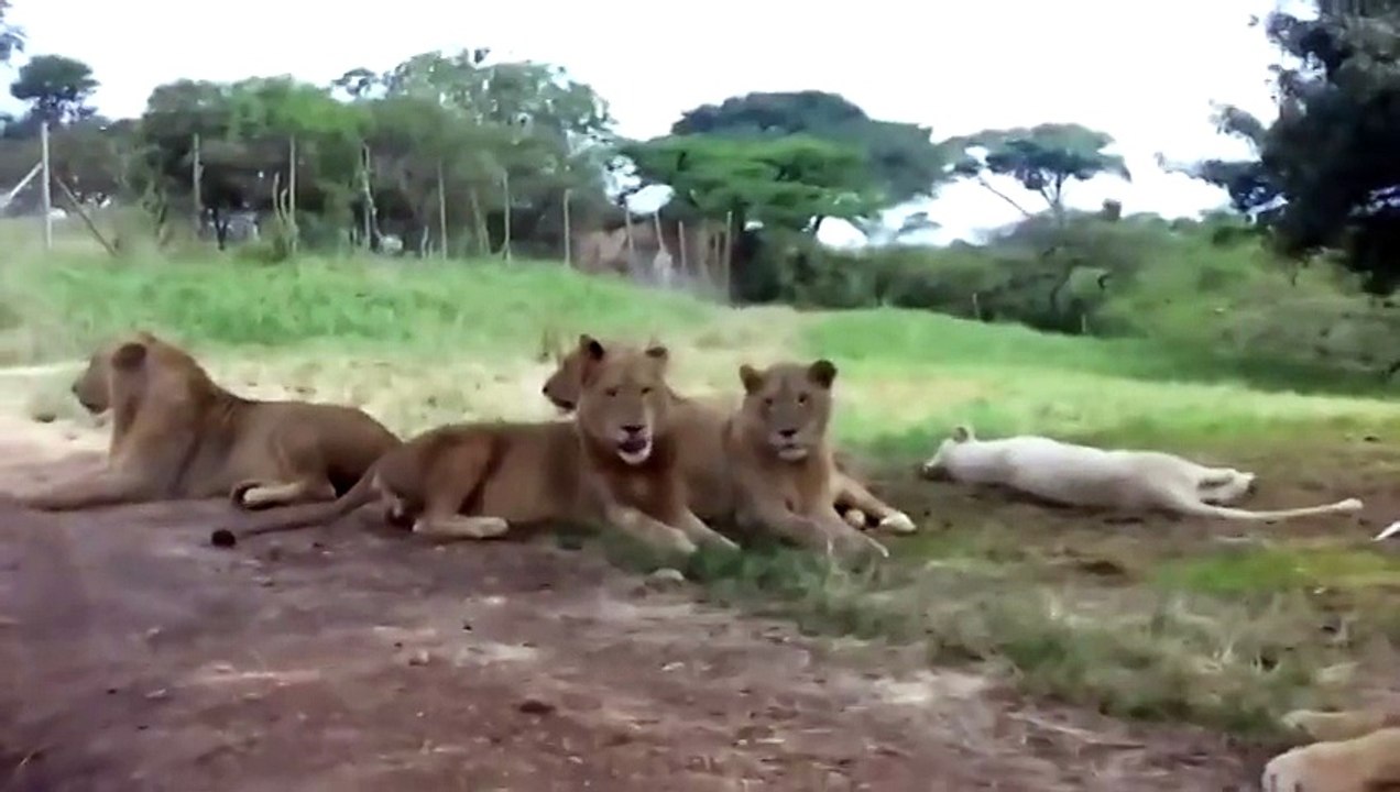 Неожиданный гость!