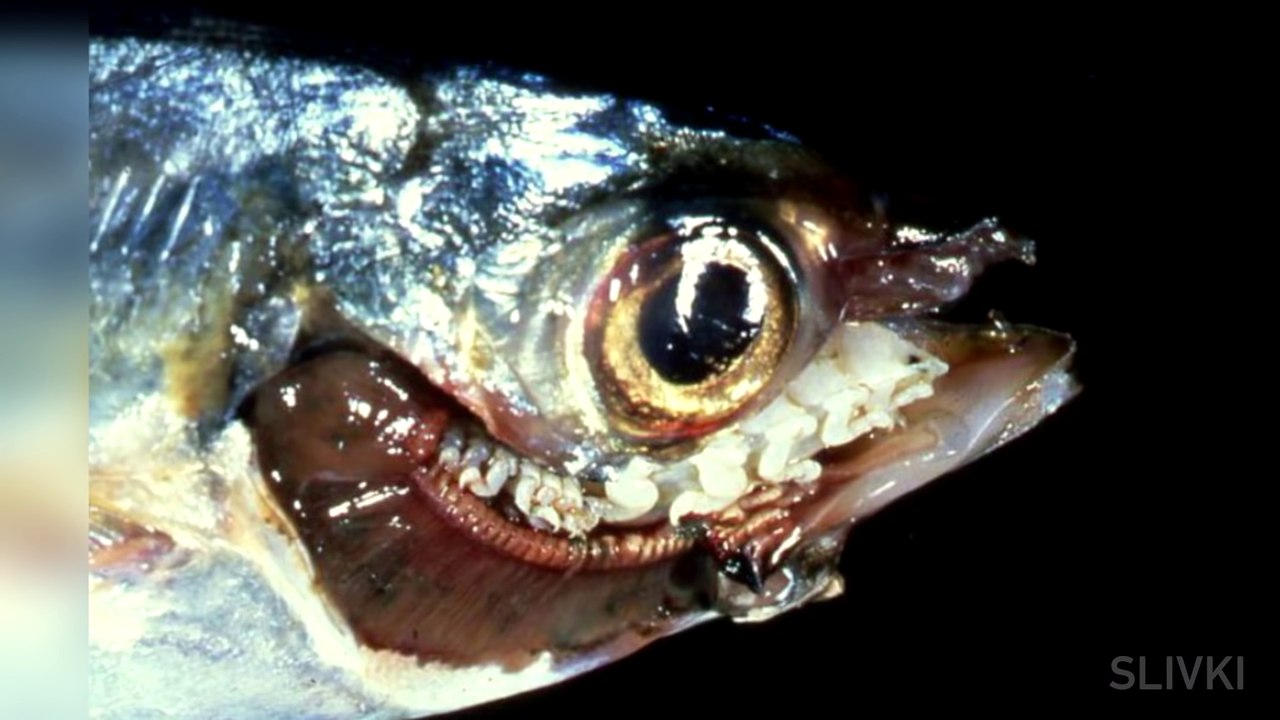 САМЫЕ ЖУТКИЕ МОРСКИЕ МОНСТРЫ