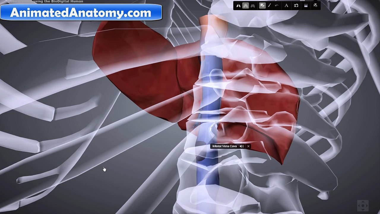 RN - Liver. Pancreas. Gallbladder