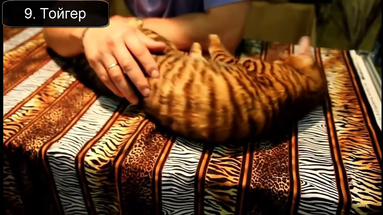 Красивые кошки планеты!