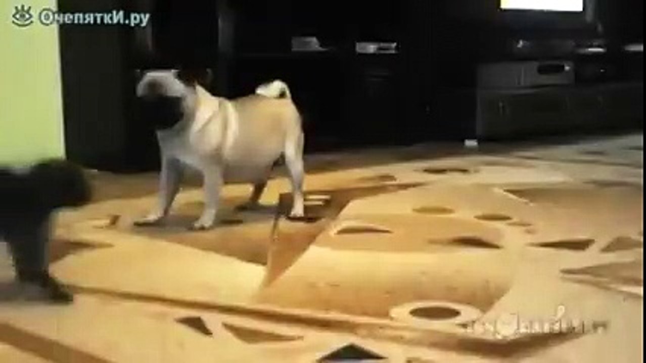 Неожиданный манёвр от котёнка!