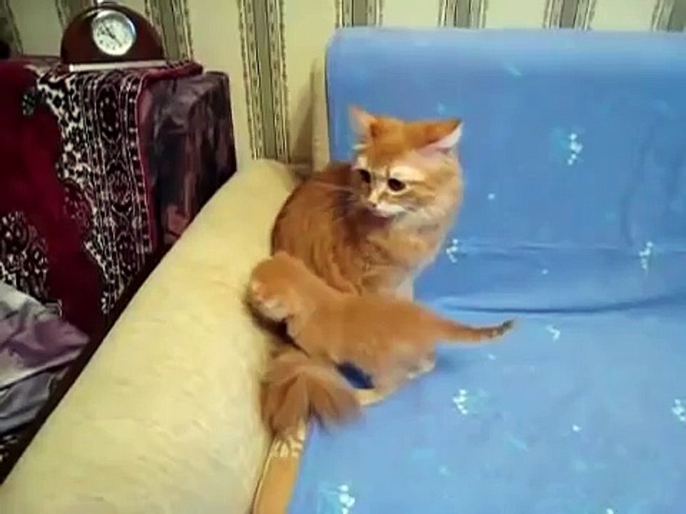 Симпатичный рыжий котенок!