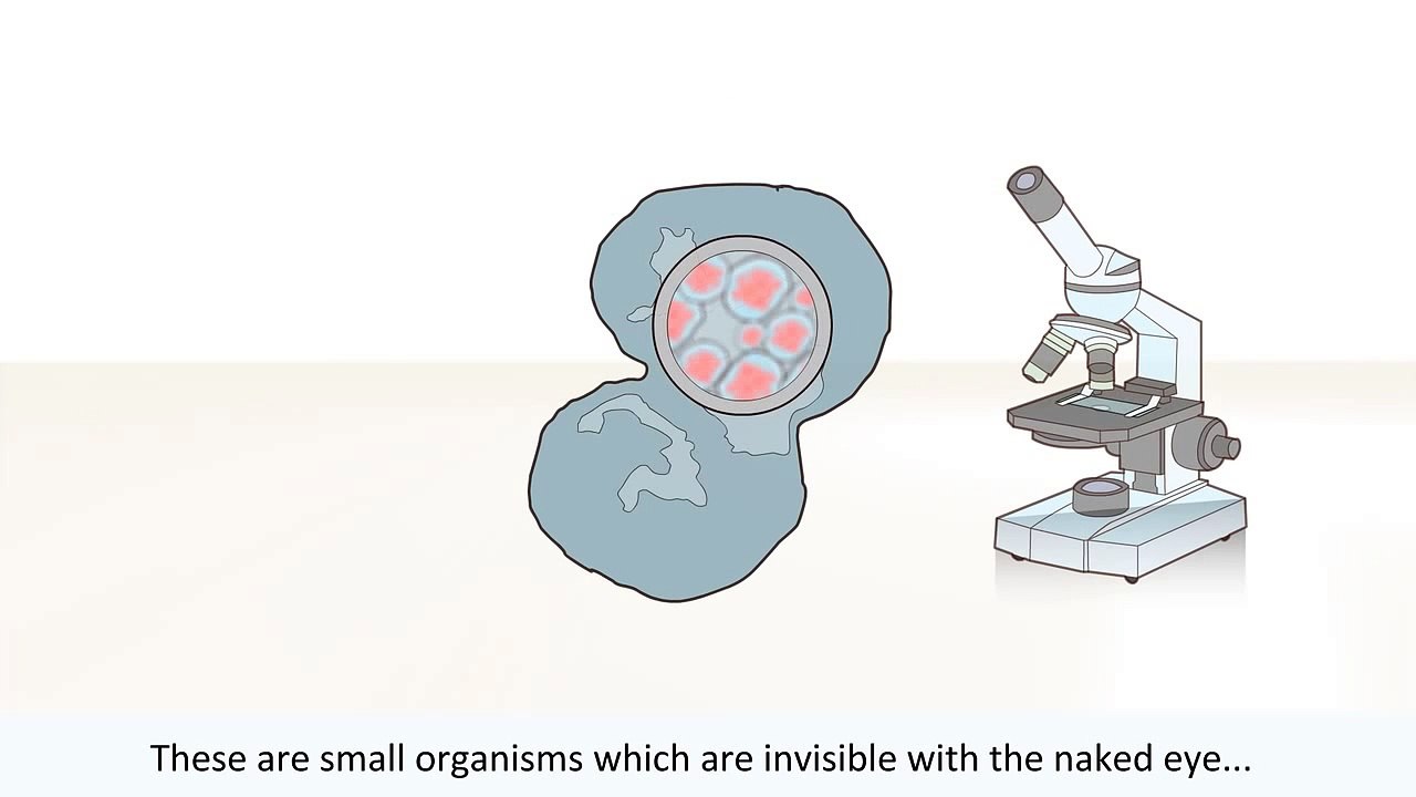 Bacteria and viruses - What is the difference between bacteria and viruses?