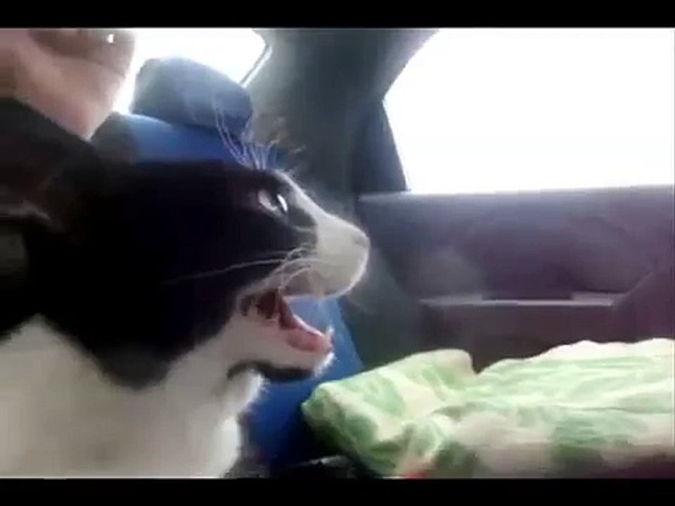 Cat reaction to VTEC