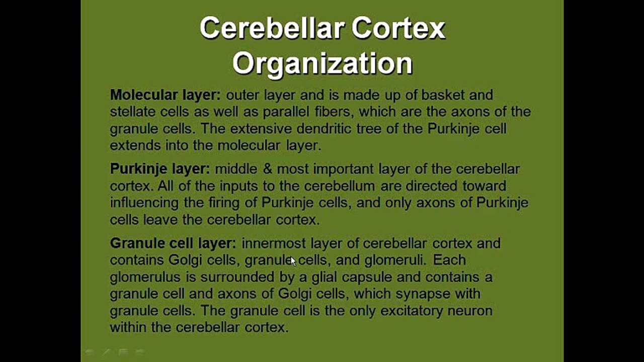 Cerebellar architecture