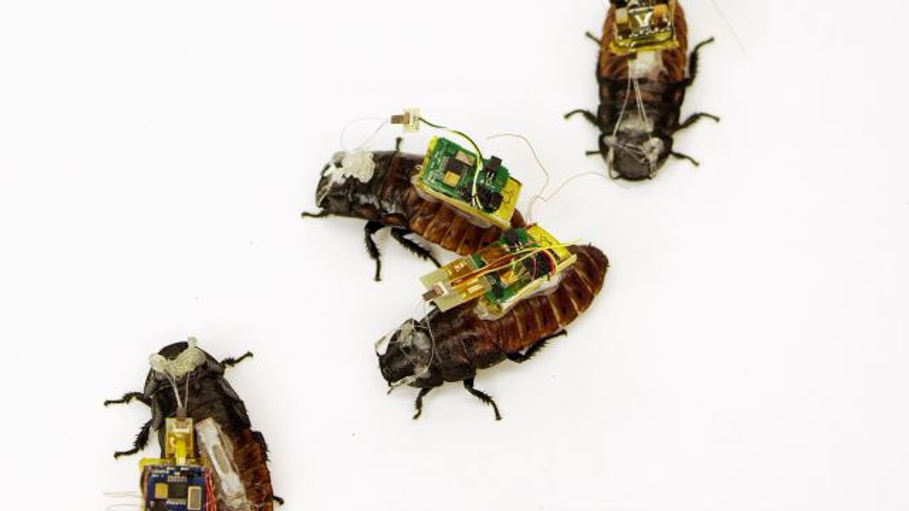 Cyborg Nation - Cyborg Cockroaches Could Save Your Life