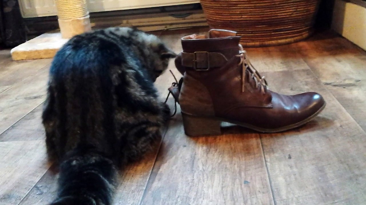 Alessandro Chaussures