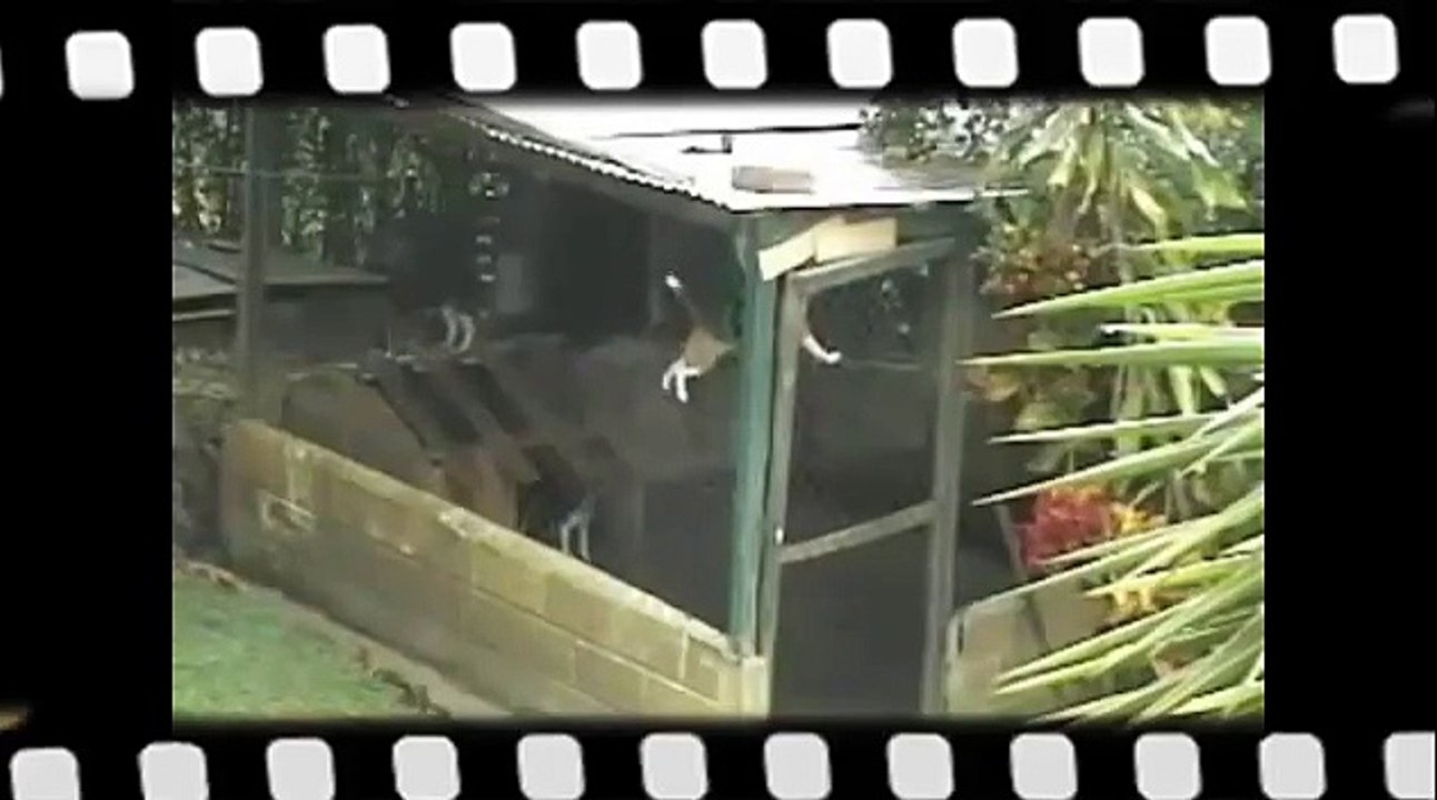 Эпичный побег пса из вольера