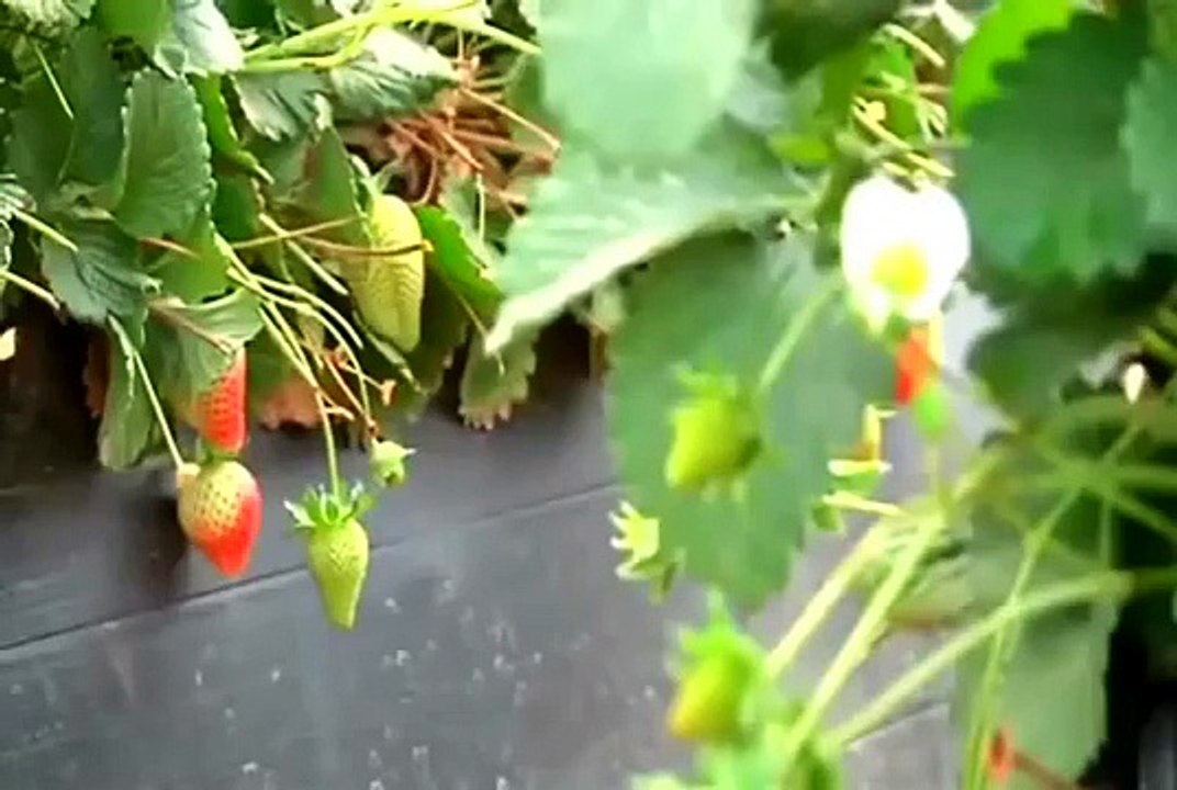 Фруктово-овощные комбайны. Комбайны будущего. Интересное видео