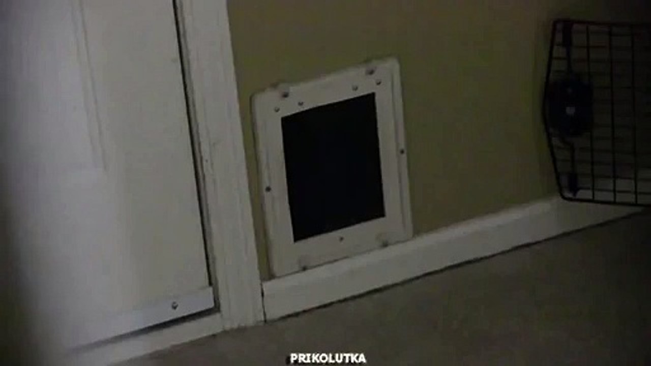 Явление кота народу!