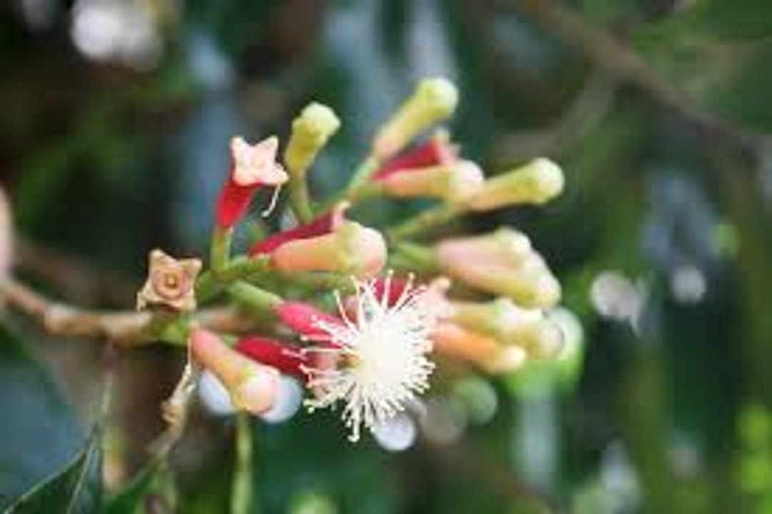 What are the Medical Health Benefits of Cloves for Beauty and your body