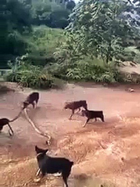 Собаки напали на змею Ilonga itlar xujum qildi