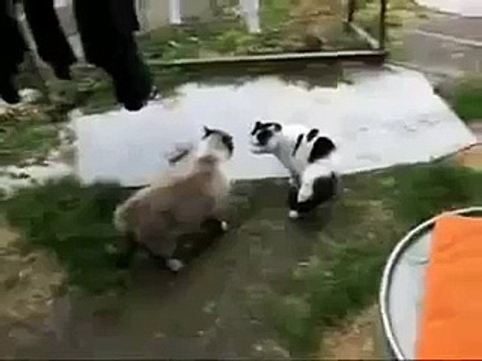 funny videos cats, Funny 2015, Prank 2015, Funny Prank 2015, Video 2015