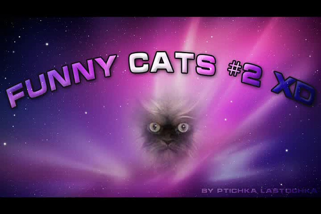 Funny about cat , Funny 2015, Prank 2015, Funny Prank 2015, Video 2015