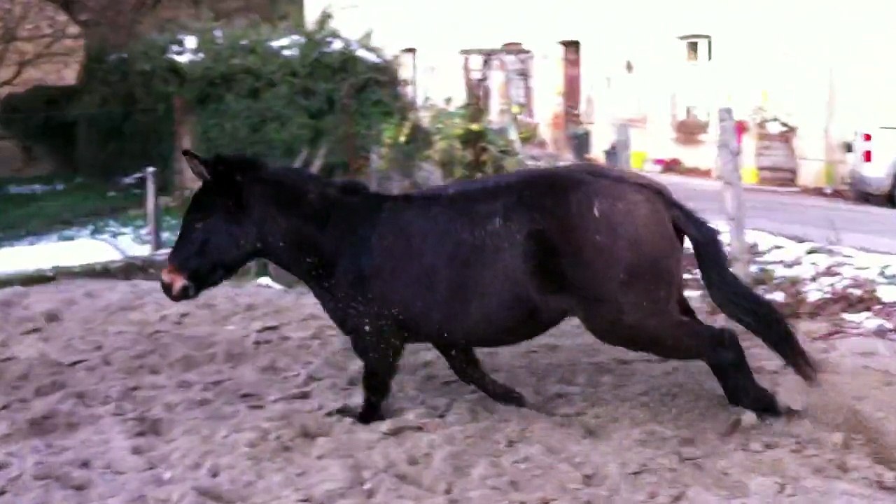 Bye Bye Les Zanes: No More Rodeo for Women