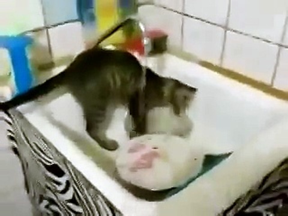 хочу такого кота)