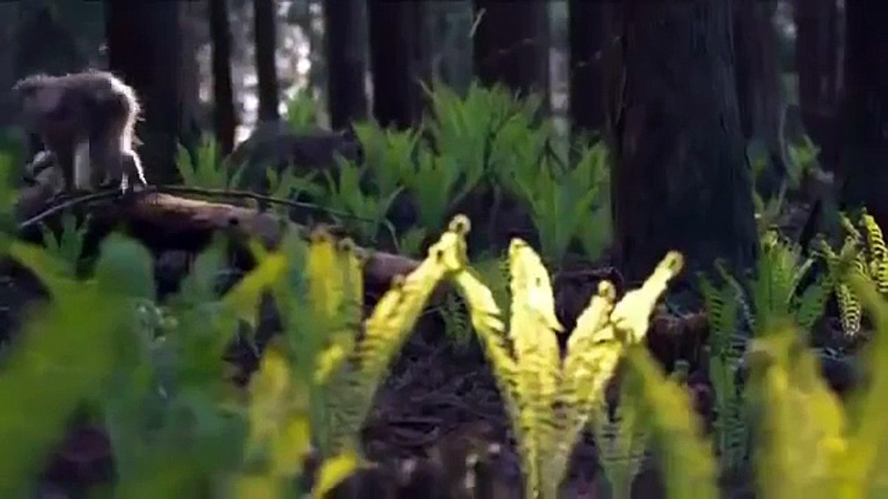 Snow Monkeys Full Documentary Amusing Snow Monkeys Full Documentary