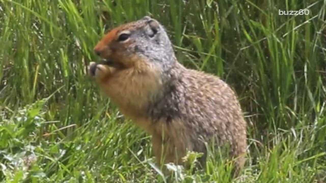 Bizarre squirrel attacks are a problem in San Francisco