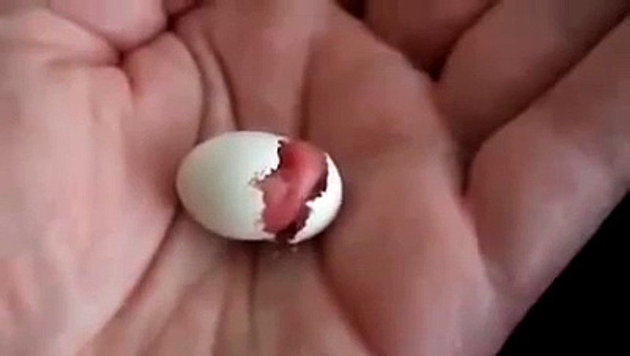 Рождение попугая