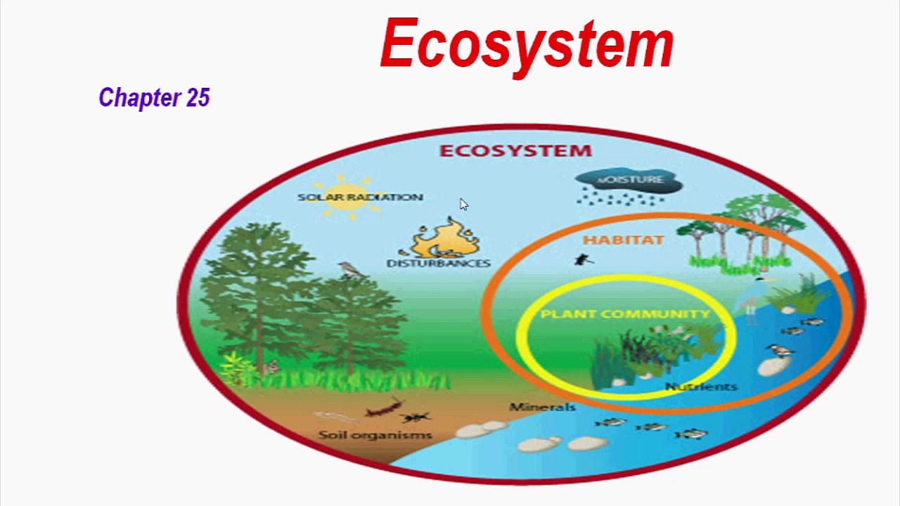 Ecosystem & Components of Ecosystem