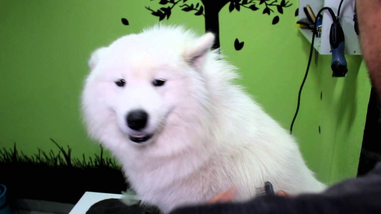 Fisi Faunes - Sezoni 3 / Episodi 17