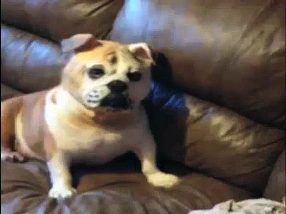 Un bulldog déguisé en...bulldog !