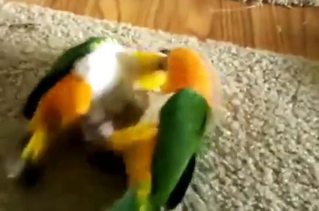 Смешные попугаи