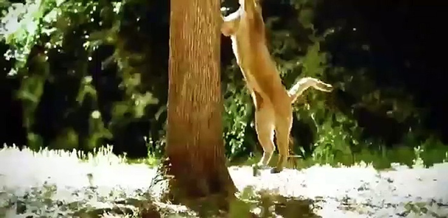 Discovery Animals - Discovery WildLife - Black Wolf