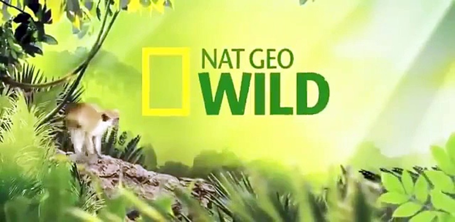 Discovery Animals - Discovery WildLife - Lions Attack