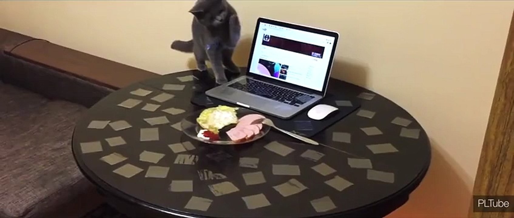 Как отучить кота ходить по столу