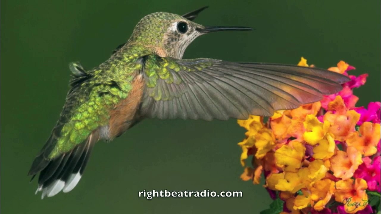 Hip Hop Instrumentals