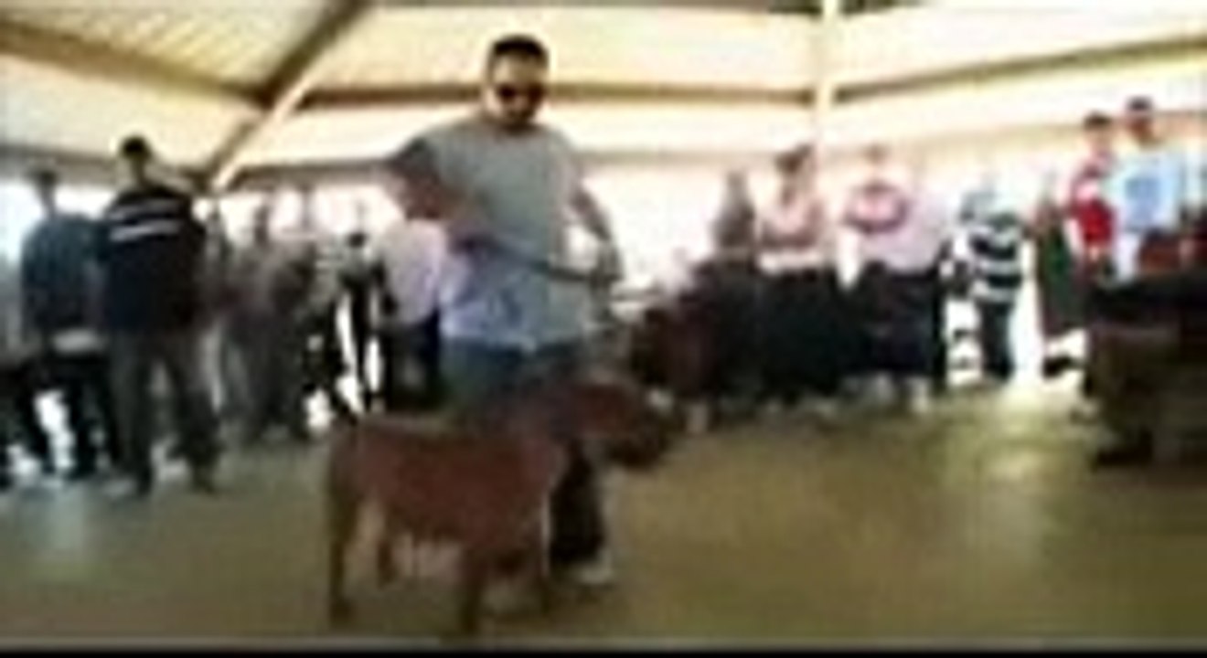 Pitbull Documentary full