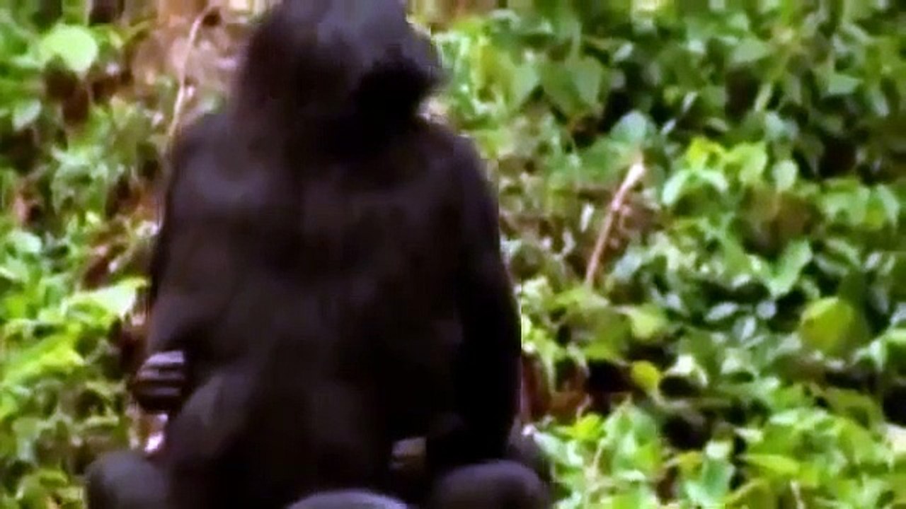 THE HUMAN FACE BBC Documentary Documentary Full HD