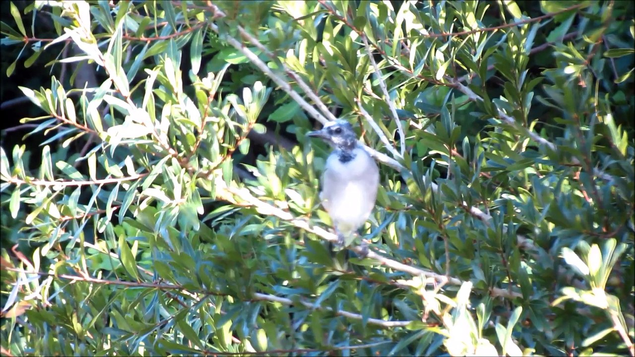 Bald Blue Jay or Blue Jay Buzzard