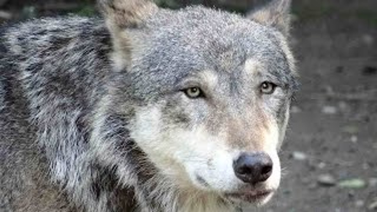 Animal Life Video: Gray Wolf Documentary (Animal Documentary Full Length)