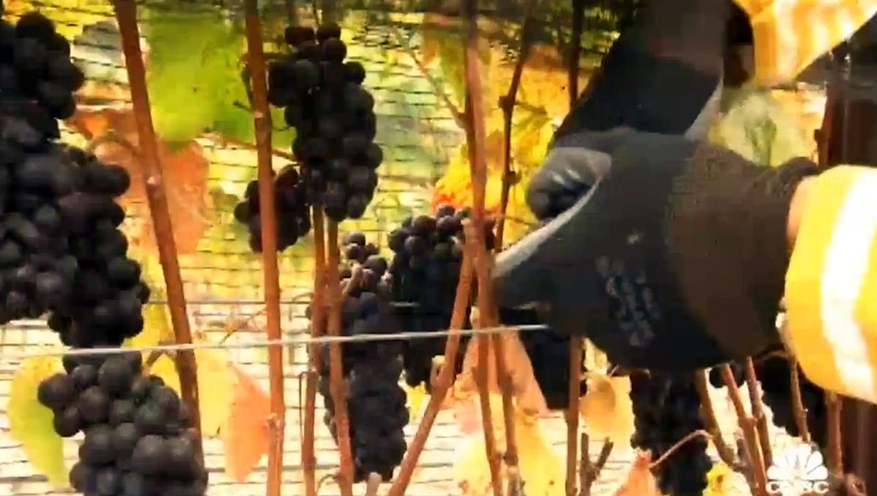 Kurt Russell Wine Making with Kevin O'Leary