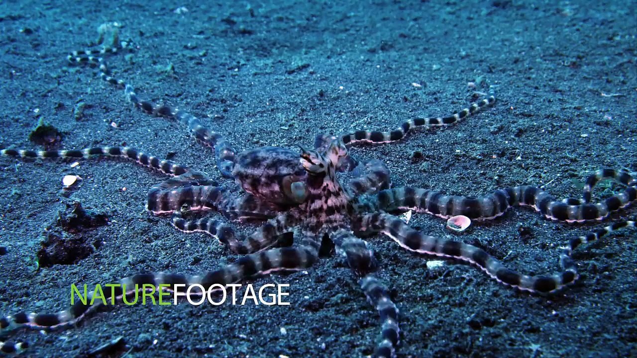 Experience Stunning Clarity with Ultra HD 4K Video Clips 🎥