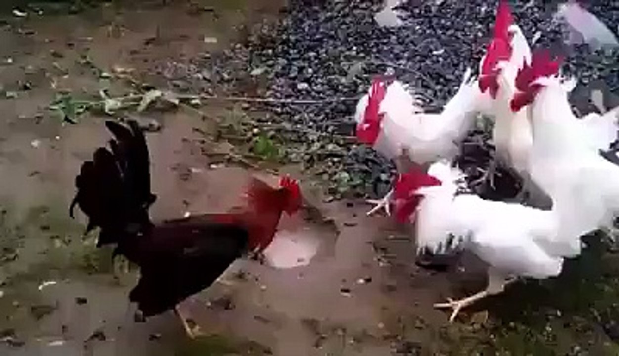 الفرق بين دجاج البلدي و دجاج الرومي