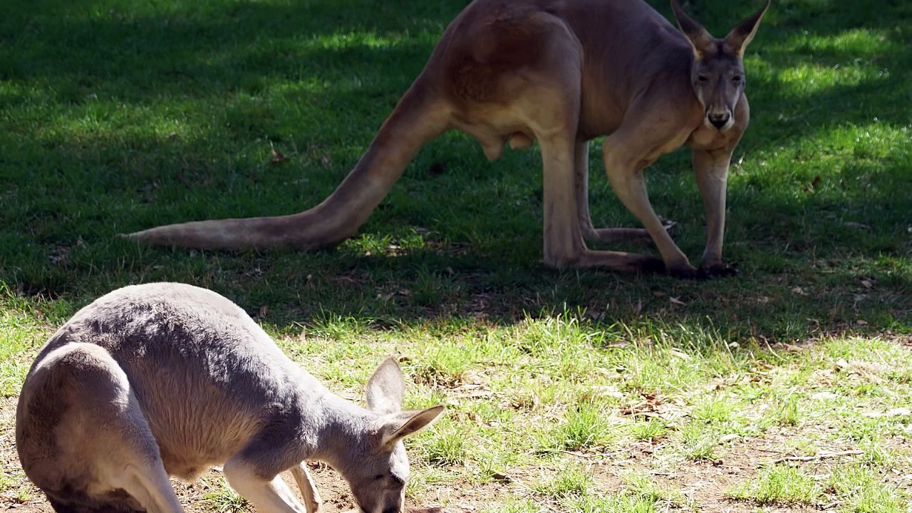 Невероятные факты о животных.  Интересные факты о животных 3