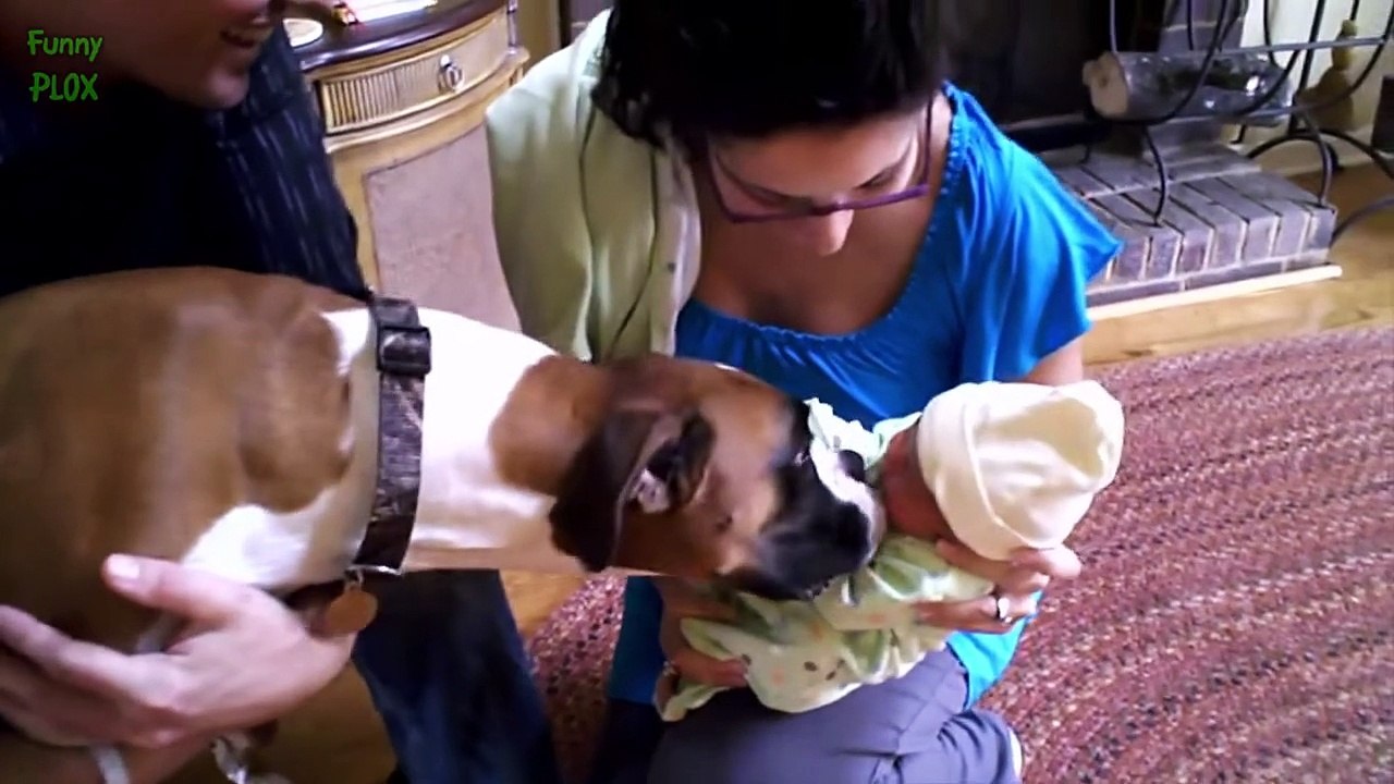 baby funny videos and mom and dad and dog