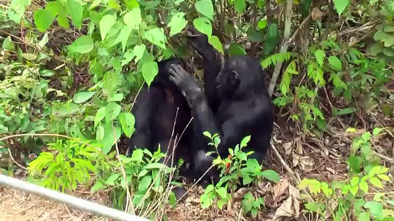 Чувства обезьян искренные и неподдельные