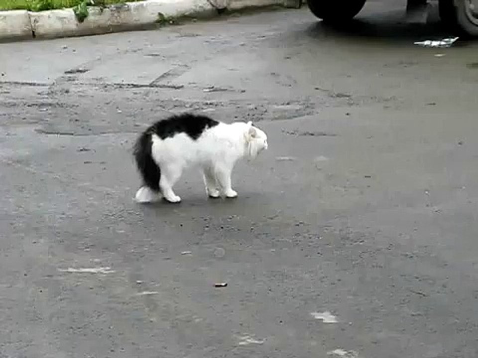 Два кота посрались по полной, кошачий замес