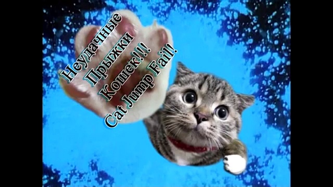 Крутые прыжки котов, матрица отдыхает