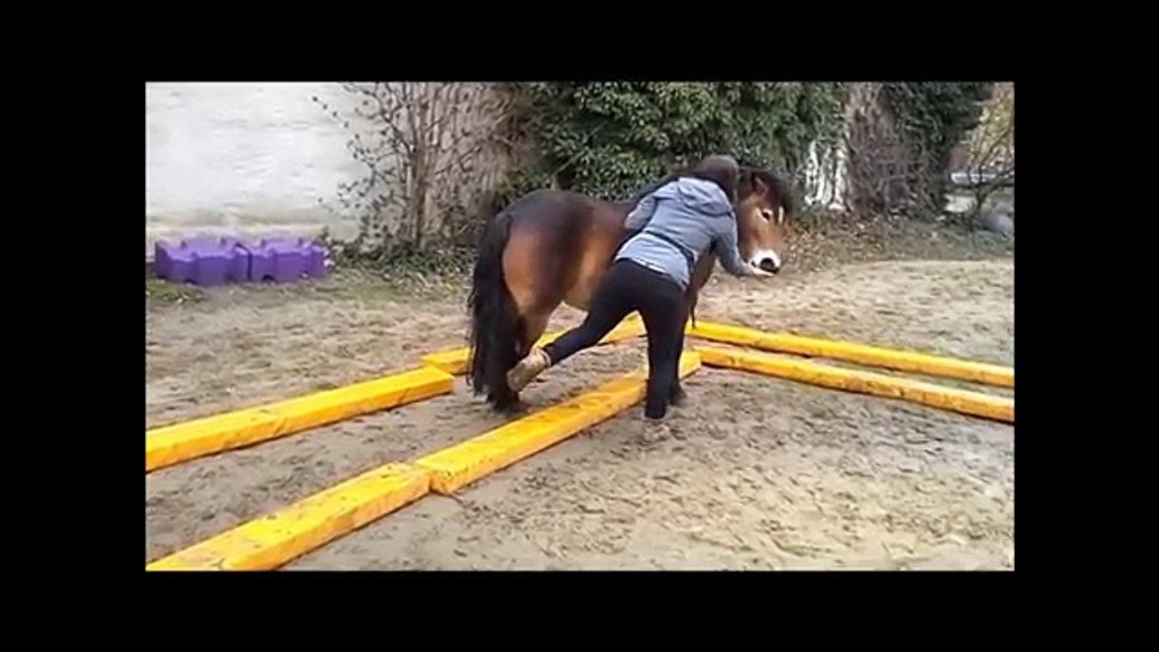 Lele und das Clickertraining - Lele und Ramona und die Balken