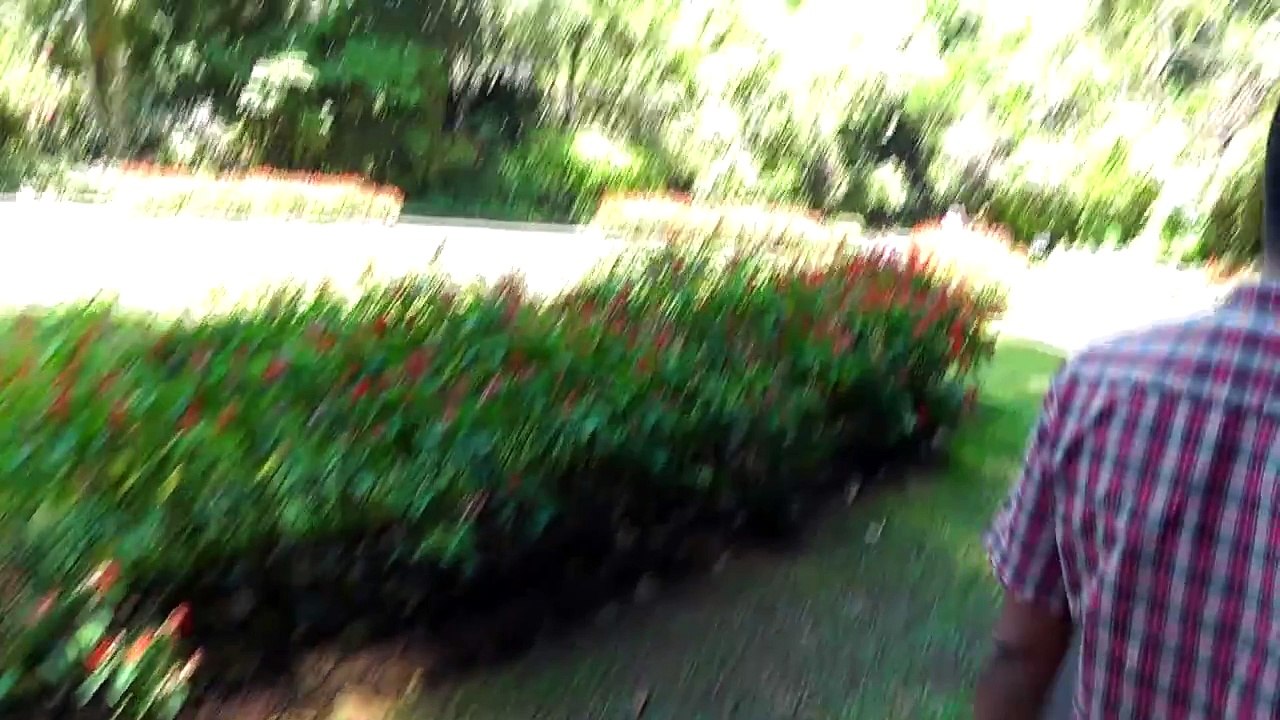 ШРИ ЛАНКА - КАНДИ - КОРОЛЕВСКИЙ БОТАНИЧЕСКИЙ САД